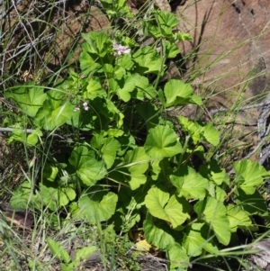 Pelargonium australe at Stromlo, ACT - 9 Nov 2017