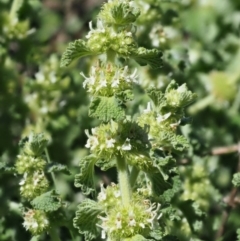 Marrubium vulgare (Horehound) at Stromlo, ACT - 9 Nov 2017 by KenT