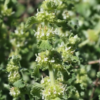 Marrubium vulgare (Horehound) at Stromlo, ACT - 9 Nov 2017 by KenT