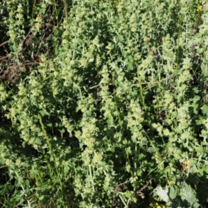 Marrubium vulgare at Stromlo, ACT - 9 Nov 2017