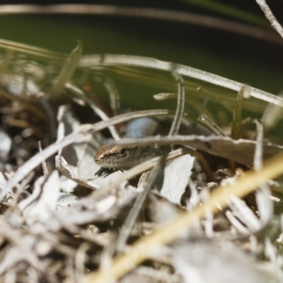 Lampropholis delicata (Delicate Skink) at Illilanga & Baroona - 26 Oct 2017 by Illilanga