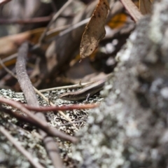 Lampropholis delicata at Michelago, NSW - 26 Oct 2017 12:46 PM