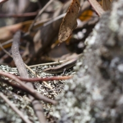 Lampropholis delicata at Michelago, NSW - 26 Oct 2017