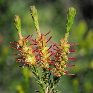 Melaleuca parvistaminea at Stromlo, ACT - 9 Nov 2017