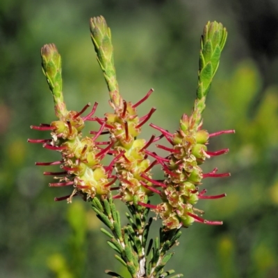 Melaleuca parvistaminea (Small-flowered Honey-myrtle) at Woodstock Nature Reserve - 8 Nov 2017 by KenT