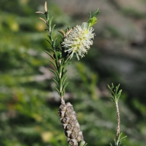 Melaleuca parvistaminea at Stromlo, ACT - 9 Nov 2017