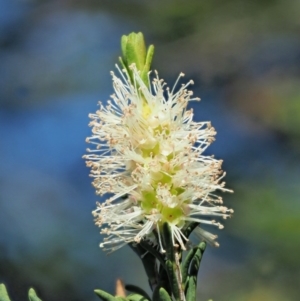 Melaleuca parvistaminea at Stromlo, ACT - 9 Nov 2017