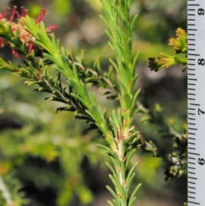 Melaleuca parvistaminea at Stromlo, ACT - 9 Nov 2017