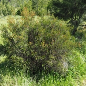 Melaleuca parvistaminea at Stromlo, ACT - 9 Nov 2017