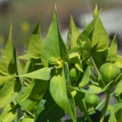 Euphorbia lathyris (Caper Spurge) at Stromlo, ACT - 9 Nov 2017 by KenT