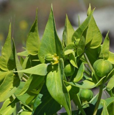 Euphorbia lathyris (Caper Spurge) at Stromlo, ACT - 9 Nov 2017 by KenT