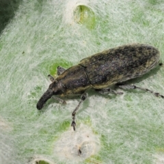 Lixus cardui (Thistle Stem-borer Weevil) at Stromlo, ACT - 8 Nov 2017 by KenT