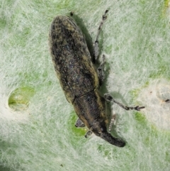 Lixus cardui at Stromlo, ACT - 9 Nov 2017