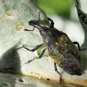 Larinus latus at Stromlo, ACT - 9 Nov 2017