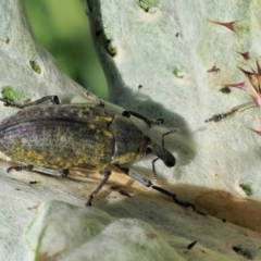 Larinus latus at Stromlo, ACT - 9 Nov 2017