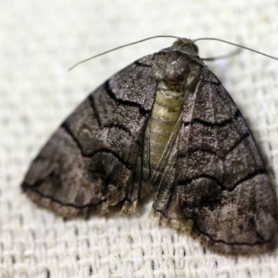 Dysbatus undescribed species (A Line-moth) at O'Connor, ACT - 15 Oct 2017 by ibaird