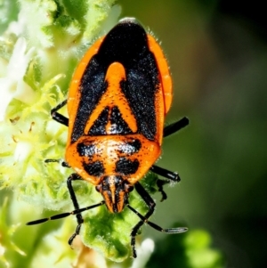 Agonoscelis rutila at Stromlo, ACT - 9 Nov 2017 06:55 AM