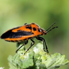 Agonoscelis rutila at Stromlo, ACT - 9 Nov 2017