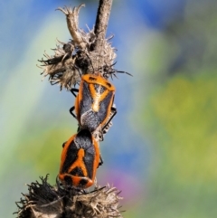 Agonoscelis rutila at Stromlo, ACT - 9 Nov 2017 06:55 AM