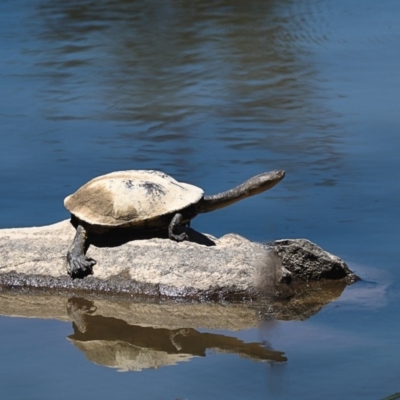 Chelodina longicollis (Eastern Long-necked Turtle) at Woodstock Nature Reserve - 9 Nov 2017 by KenT