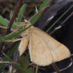 Geometridae (family) ADULT at Rob Roy Range - 24 Oct 2017 by michaelb