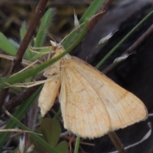 Geometridae (family) ADULT at Conder, ACT - 24 Oct 2017