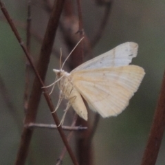 Geometridae (family) ADULT at Conder, ACT - 24 Oct 2017