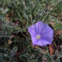 Convolvulus sabatius (Blue Rock Bindweed) at Conder, ACT - 4 Nov 2017 by michaelb