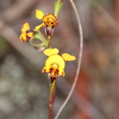 Diuris semilunulata (Late Leopard Orchid) at Mount Majura - 5 Nov 2017 by petersan