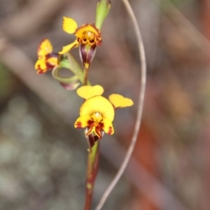 Diuris semilunulata at Canberra Central, ACT - 5 Nov 2017