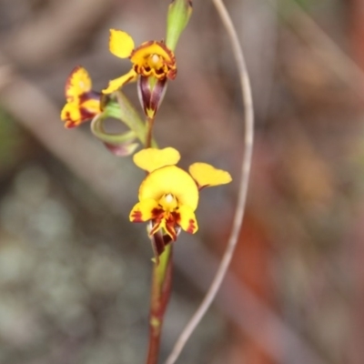 Diuris semilunulata (Late Leopard Orchid) at Mount Majura - 5 Nov 2017 by petersan