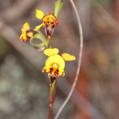 Diuris semilunulata (Late Leopard Orchid) at Canberra Central, ACT - 5 Nov 2017 by petersan