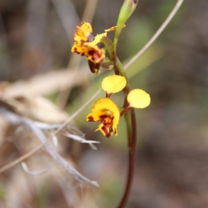 Diuris semilunulata at Canberra Central, ACT - 5 Nov 2017