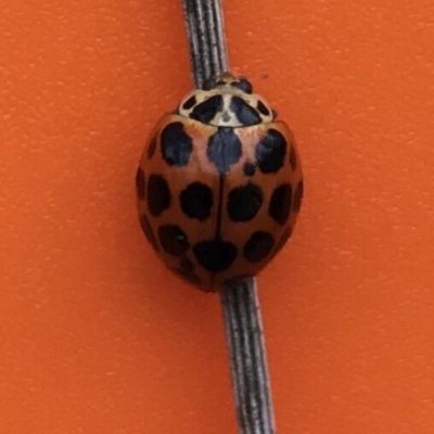 Harmonia conformis (Common Spotted Ladybird) at Bungendore, NSW - 11 Nov 2017 by yellowboxwoodland