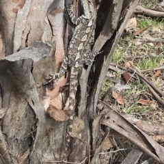 Amphibolurus muricatus (Jacky Lizard) at Bungendore, NSW - 11 Nov 2017 by yellowboxwoodland
