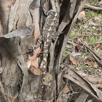 Amphibolurus muricatus (Jacky Lizard) at Bungendore, NSW - 12 Nov 2017 by yellowboxwoodland