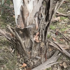 Amphibolurus muricatus at Bungendore, NSW - 12 Nov 2017