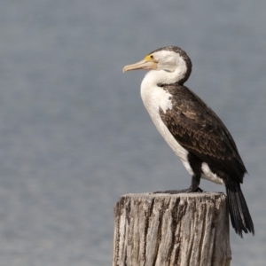 Phalacrocorax varius at Wallagoot, NSW - 12 Nov 2017