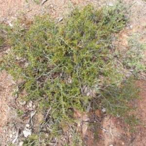 Acacia gunnii at Majura, ACT - 11 Nov 2017