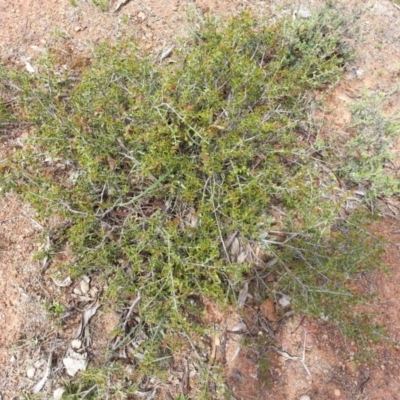 Acacia gunnii (Ploughshare Wattle) at Mount Ainslie - 11 Nov 2017 by SilkeSma
