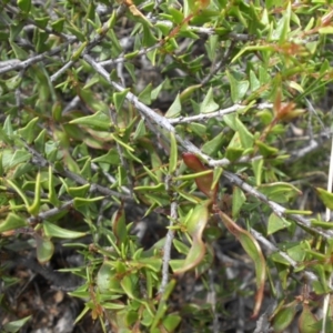 Acacia gunnii at Majura, ACT - 11 Nov 2017