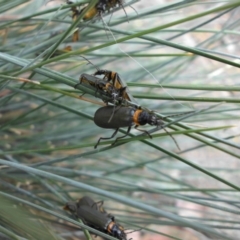 Chauliognathus lugubris (Plague Soldier Beetle) at Campbell, ACT - 12 Nov 2017 by SilkeSma