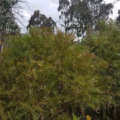 Polyscias sambucifolia (Elderberry Panax) at Tinderry, NSW - 3 Nov 2017 by Lesleyishiyama