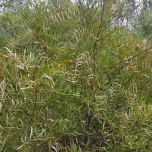 Polyscias sambucifolia at Tinderry, NSW - 3 Nov 2017