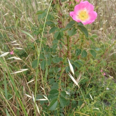 Rosa sp. (A Wild Rose) at Belconnen, ACT - 12 Nov 2017 by ClubFED