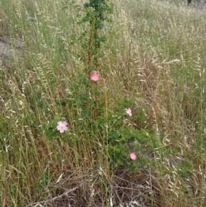 Rosa sp. at Belconnen, ACT - 12 Nov 2017