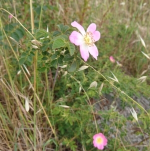 Rosa sp. at Belconnen, ACT - 12 Nov 2017