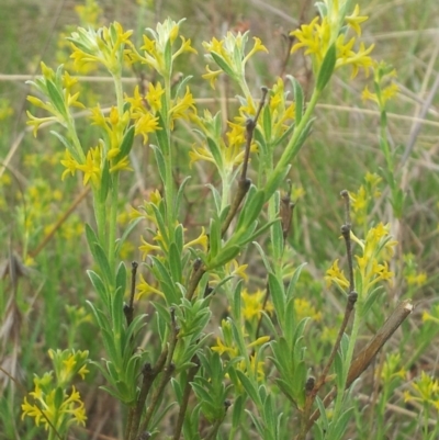 Pimelea curviflora (Curved Rice-flower) at Little Taylor Grasslands - 1 Nov 2017 by RosemaryRoth