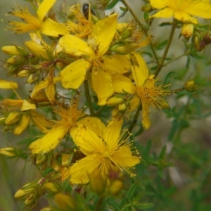 Hypericum perforatum at Belconnen, ACT - 12 Nov 2017 11:22 AM