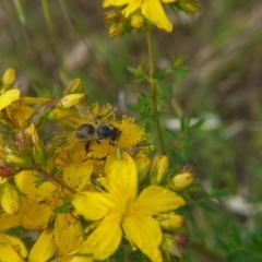 Hypericum perforatum at Belconnen, ACT - 12 Nov 2017 11:22 AM